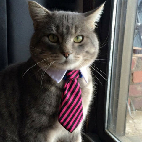 Cute "Professional Pet" Neck Tie For Cat/Dog